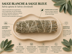 Sauge Blanche & Sauge Bleue